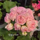 한아름농장 | 친구랑 농장 나들이🌺(제라늄꽃참고용)