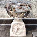 승엽 | 홍성 남당항 대하축제 제철 흰다리새우 승엽회수산 택배