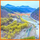숲실제2농로 | [의성 가볼만한곳] 노란 물결의 향연, 의성산수유축제 후 방문한 의성 산수유마을 봄 나들이