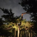 Phoenix 이미지