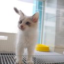 광주 고양이분양 브로스펫 이미지