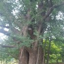 연계정 | ※소세원과 조금 이른 명옥현 배룡나무 군락지 여행후기