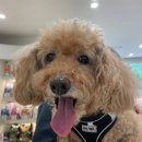 위케어동물의료센터 이미지