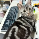 고양이 생활 호텔 | [신림고양이호텔] 아숏 쿠키 고양이호텔 이용 후기입니다.