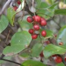 청미래약국 이미지