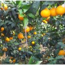 향긋농장 이미지