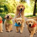 슈슈 동물병원 이미지