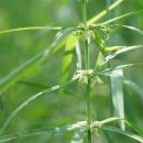 층층둥굴레 Polygonatum stenophyllum Maxim. 이미지