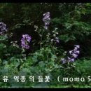 들꽃야생화 - 서천군 판문로706번길 3-2 | 들꽃야생화
