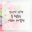 고덕 365 동물의료센터 | 산책 중 멈추는 강아지, 평택동물병원에서 알아보자!