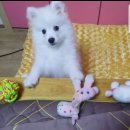 멍멍식객 이미지