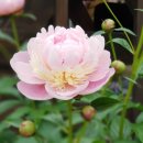 청원유치원 이미지