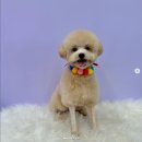 [천안 두정동 애견미용] 어린 강아지 미용도 미니마니몽에서!