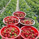 보영농장 이미지