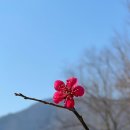 매화공원 | 2026년 2월 <김해 용당나루 매화공원> 방문후기