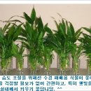 승연이네 Daum카페