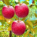 선비마음 사군자 이미지