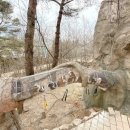 우리나라 멸종위기 야생동물 이해하기 | 대구 아이랑 가볼만한곳 네이처파크, 아기 백사자 멸종위기동물?