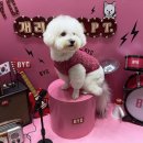 동부BYC | 2024 메가주 일산(케이펫페어/펫박람회) 토요일 오픈런 후기