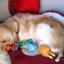 한가람동물의료센터 이미지