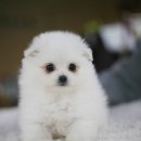 스타트독 구리점 이미지