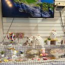 강생이네 이미지