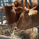 장흥가축인공수정소 | 전남 - 장흥가축인공수정소