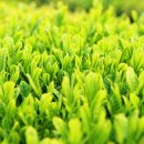 녹차의 효능과 부작용 이미지