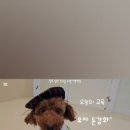 털로덮인친구들 수원시청역점 네이버블로그