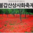 레드융단을 깔아놓은 불갑산 상사화(꽃무릇) 축제 이미지