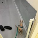 강아지유치원왕왕 이미지