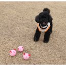 꿀꿀이PC 이미지