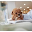 야옹아 멍멍해봐 강아지고양이 충남서산점 | 아산강아지분양 따뜻한 만남 후기 (feat. 안성,서산)