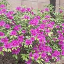 솔로몬목장 이미지