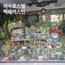 백패커스인여수호스텔 | 백패커스인여수 2만원대 도미토리후기