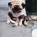 괴정1동-11 이미지