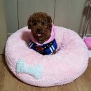 내돈내산 아페토 도넛 방석 실사용 후기 사이즈 (11년째 선택하는 이유)