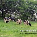 흥원목장 네이버블로그