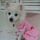 분홍강아지 이미지