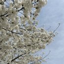 대구대학교 서문 | 2025 경산 대구대 실시간 벚꽃 근황/ 대구근교 벚꽃길/ 경산 벚꽃놀이