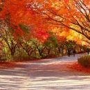 단풍나무 이미지