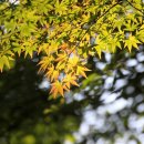 나무가 꿈꾸는 집 이미지