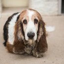 바셋하운드 이미지