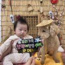 아이피댕