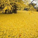 청학로학교길 이미지