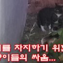 밥자리를 차지하기위한 길고양이들의싸움Street cats fight for a place to eat 이미지