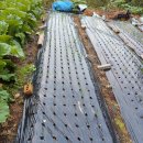 도야도야 이미지