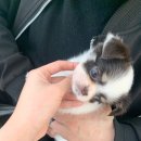 헤이독(HEY-DOG) 이미지