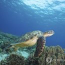 푸른바다 이미지