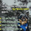 댕댕이푸드 | 입맛 까다로운 세 마리 댕댕이의 폭풍 먹방, 강아지 눈물 곤충사료 솔직 후기
